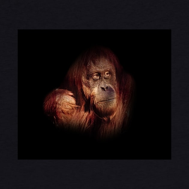 Orangutan by Guardi